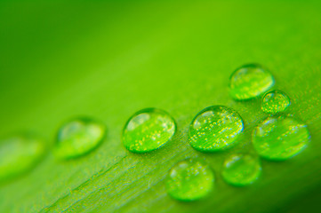 Image showing Water drops on plant leaf