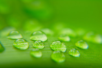 Image showing Water drops on plant leaf