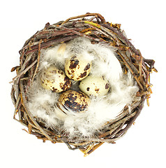 Image showing Quail eggs in nest