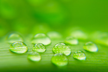 Image showing Water drops on plant leaf