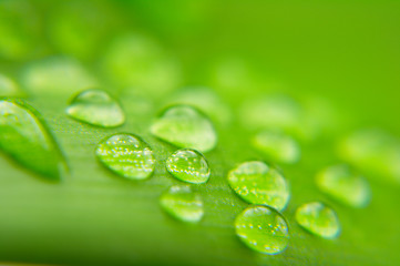 Image showing Water drops on plant leaf