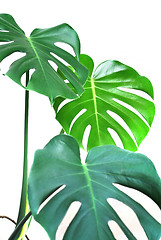 Image showing leaf