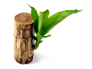 Image showing Green sprout growing from a trunk of a palm tree of green colour
