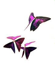 Image showing Flowers-butterflies