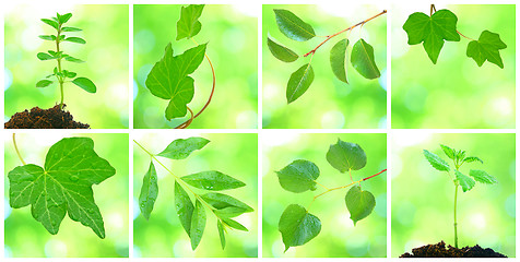 Image showing Collage of grenn leaves in spring