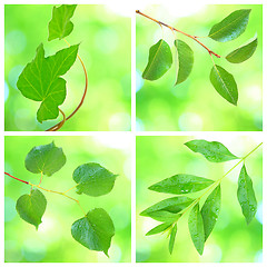 Image showing Collage of grenn leaves in spring