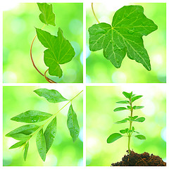 Image showing Collage of grenn leaves in spring