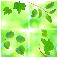 Image showing Collage of grenn leaves in spring