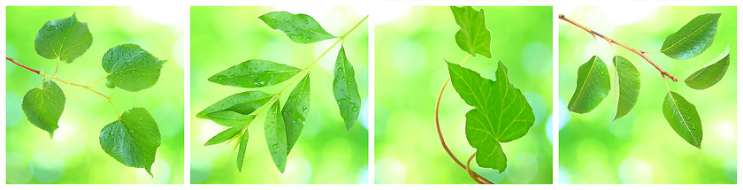 Image showing Collage of grenn leaves in spring
