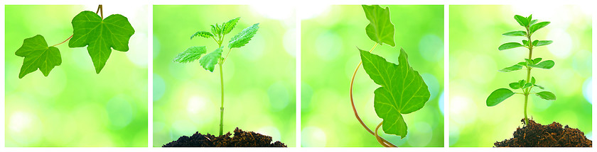 Image showing Collage of grenn leaves in spring