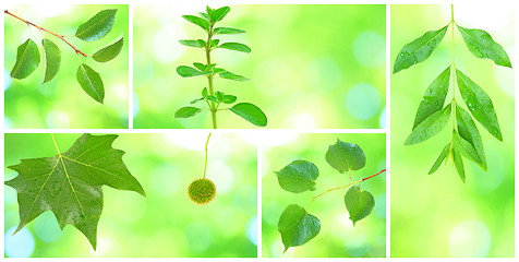 Image showing Collage of grenn leaves in spring