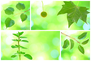 Image showing Collage of grenn leaves in spring