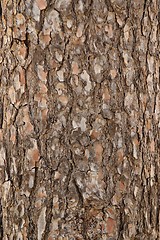 Image showing Pine tree bark texture