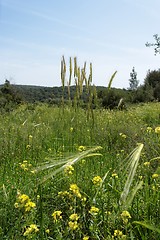 Image showing Wild-growing cereals on green meadow in spring