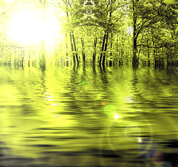 Image showing Forest in autumn