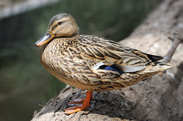 Image showing Duck at the zoo.