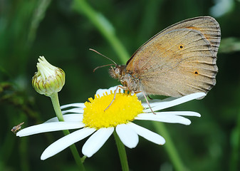 Image showing Butterfly Meadow Brown and the fly on the flower