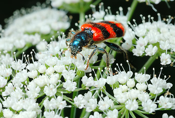 Image showing Bright Bee beetle (Trichodes apiarius).