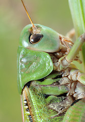 Image showing Grasshopper (Tettigonia cantans) close-up.