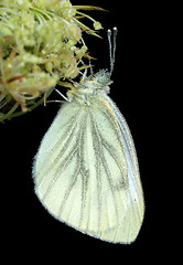 Image showing Butterfly Large white (Pieris brassicae) early morning.