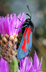 Image showing The butterfly Zygaena filipendulae