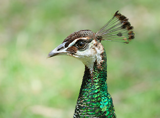 Image showing The head of the peacock.