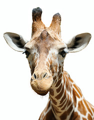 Image showing Giraffe, isolated