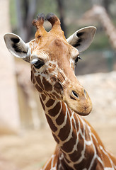 Image showing Giraffe. 