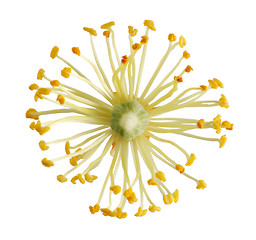 Image showing Linden flower