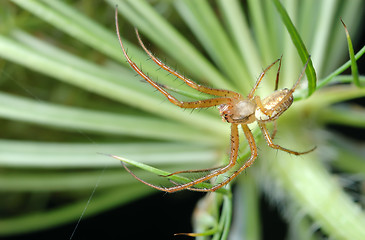 Image showing Male spider