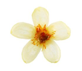 Image showing Linden flower