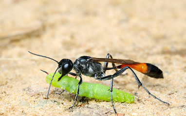 Image showing Wasp Ammophila sabulosa with prey