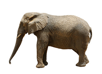 Image showing Elephant 