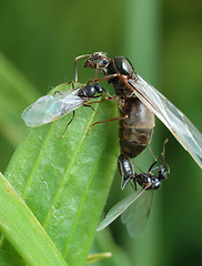 Image showing The pairing of a black garden ant