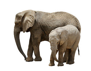 Image showing Elephants