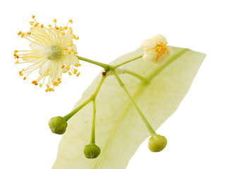 Image showing Linden flower