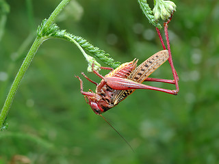 Image showing Unusual coloration.