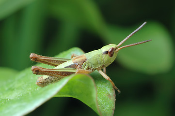 Image showing Tiny grasshopper