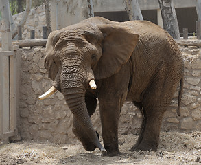 Image showing Elephant 