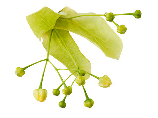 Image showing Linden flower