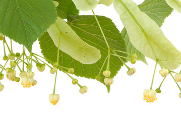 Image showing Linden flower