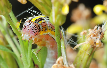 Image showing Striped caterpillar 