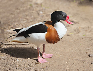 Image showing Duck at the zoo.