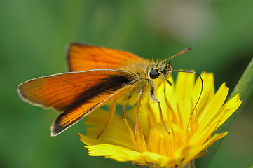 Image showing Butterfly Large Skipper (Ochlodes sylvanus).