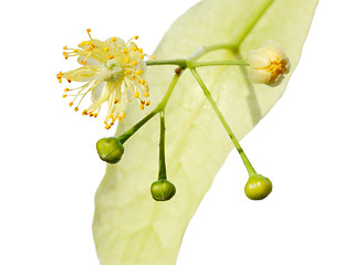 Image showing Linden flower