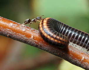 Image showing Ant and Millipede