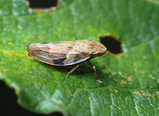 Image showing Cicada on a leaf.