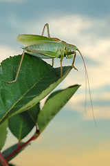Image showing Grasshopper (Tettigonia cantans) at sunset.