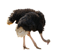 Image showing Ostrich, isolated