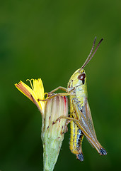 Image showing Grasshopper on a flower